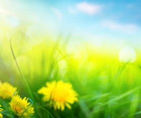 spring flower background, yellow butterfly HD picture 06