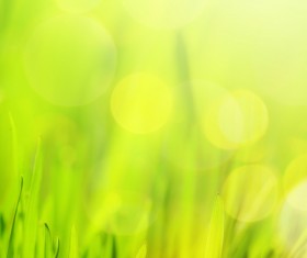 spring flower background, yellow butterfly HD picture 07