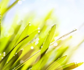 spring flower background, yellow butterfly HD picture 08