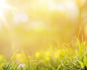 spring flower background, yellow butterfly HD picture 09