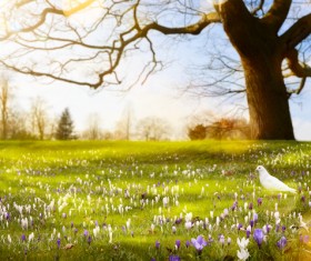 spring flower background, yellow butterfly HD picture 10