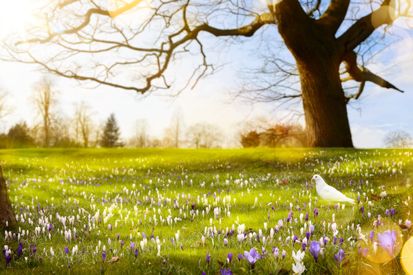 spring flower background, yellow butterfly HD picture 10