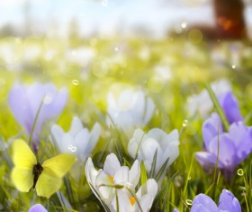 spring flower background, yellow butterfly HD picture 11