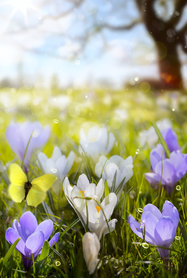 spring flower background, yellow butterfly HD picture 11