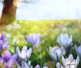spring flower background, yellow butterfly HD picture 12