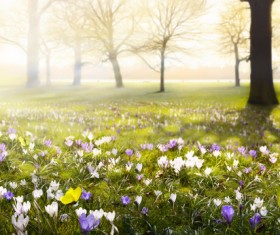 spring flower background, yellow butterfly HD picture 13