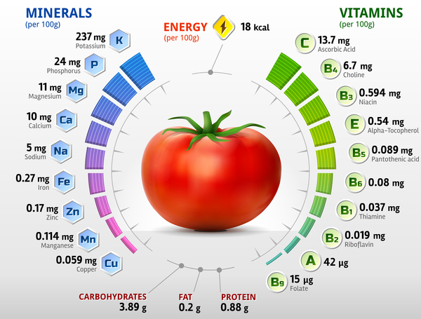 tomato vitamins infographics vector