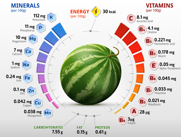 watermelon vitamins infographics vector