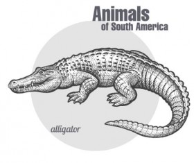Alligator hand drawing sketch vector
