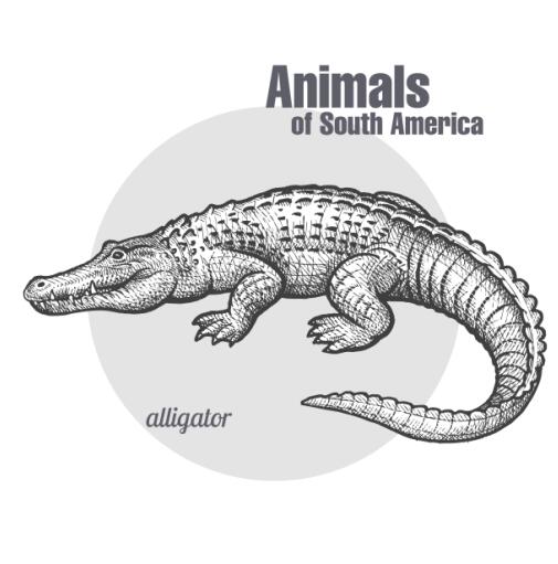 Alligator hand drawing sketch vector