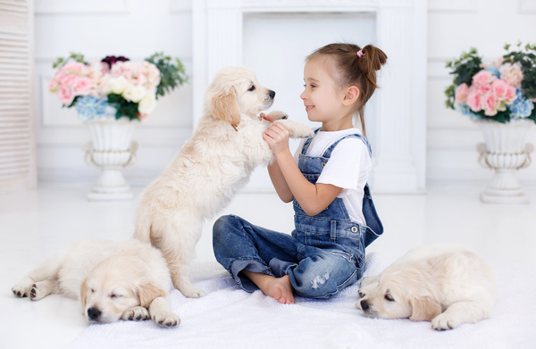 And puppies play with girl Stock Photo