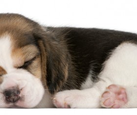 Beagle sleeping Stock Photo