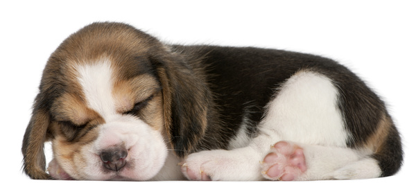 Beagle sleeping Stock Photo