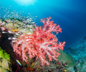 Beautiful coral and fish Stock Photo 01