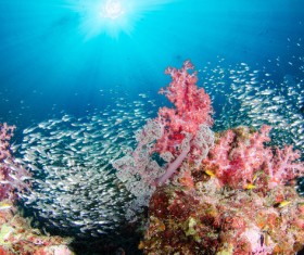 Beautiful coral and fish Stock Photo 02