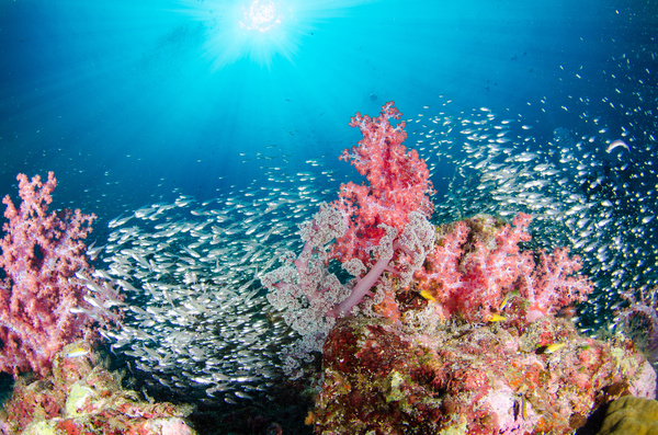Beautiful coral and fish Stock Photo 02