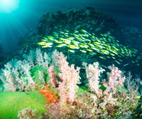 Beautiful coral and fish Stock Photo 03