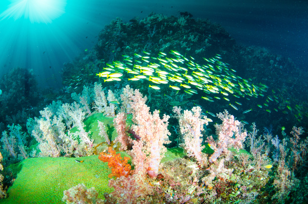 Beautiful coral and fish Stock Photo 03