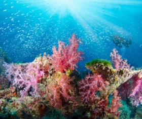 Beautiful coral reefs with colorful seabed Stock Photo
