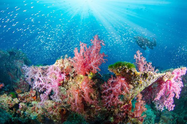 Beautiful coral reefs with colorful seabed Stock Photo