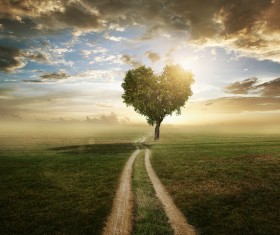Beautiful scenery heart tree Stock Photo 03