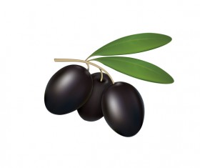 Black olives on white background vector