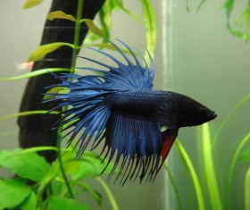 Blue betta fish Stock Photo