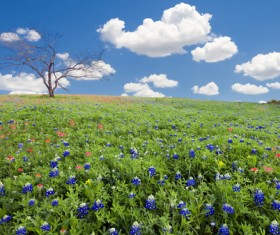 Blue sky and white clouds and wild flowers Stock Photo
