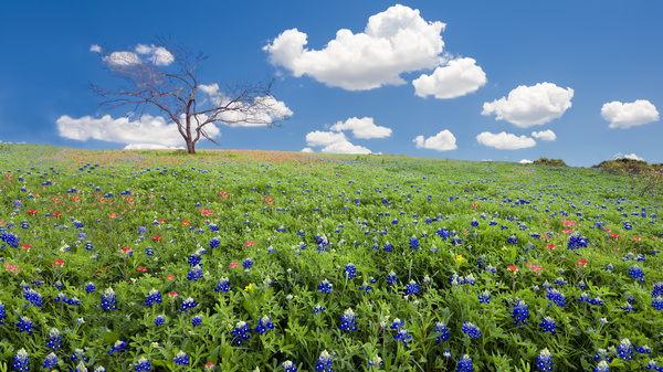 Blue sky and white clouds and wild flowers Stock Photo