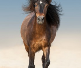 Brown horse running Stock Photo
