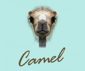Camel head vector illustration 01