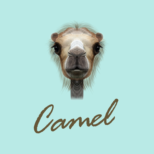 Camel head vector illustration 01