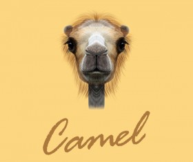 Camel head vector illustration 02