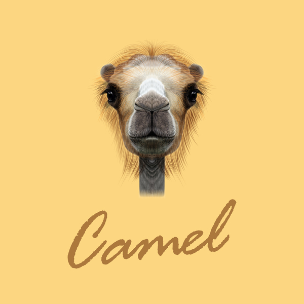 Camel head vector illustration 02