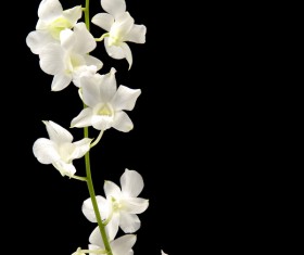 Close-up of white orchids Stock Photo