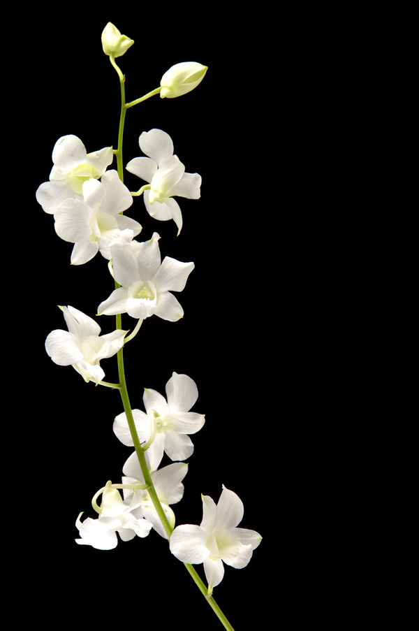 Close-up of white orchids Stock Photo