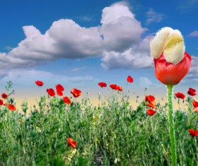 Clouds and red poppies Stock Photo