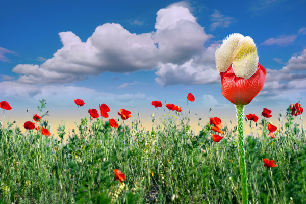 Clouds and red poppies Stock Photo