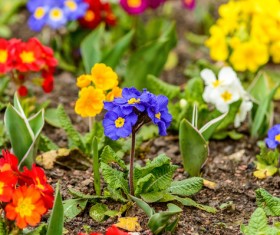 Colored flowers Stock Photo