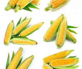 Corn on a white background HD picture