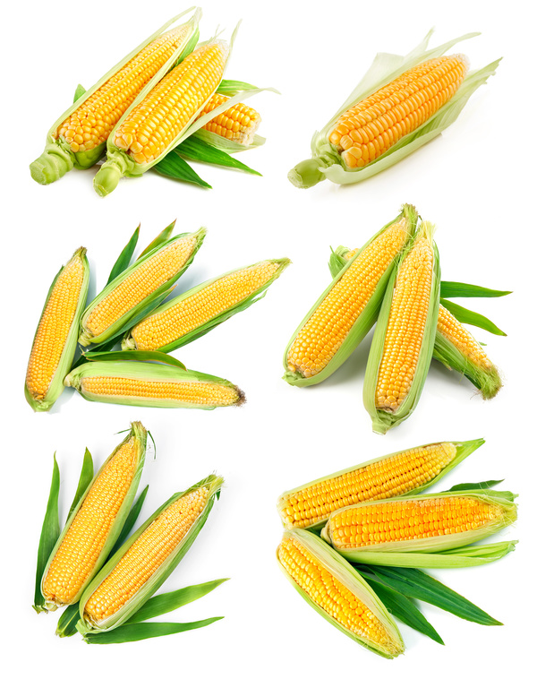 Corn on a white background HD picture