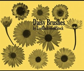 Daisy PS brushes