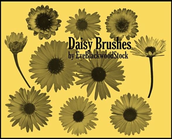 Daisy PS brushes
