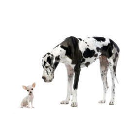 Dalmatian dog and looking at mini Stock Photo