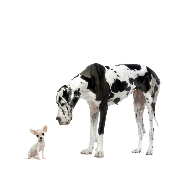Dalmatian dog and looking at mini Stock Photo