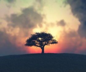 Dawn and lonely tree HD picture