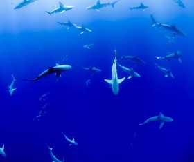 Deep blue sea cruising shark Stock Photo
