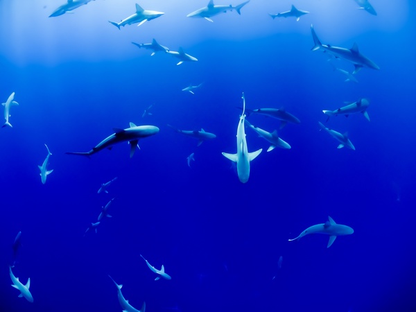 Deep blue sea cruising shark Stock Photo