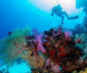 Divers with underwater coral reefs HD picture