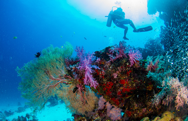 Divers with underwater coral reefs HD picture